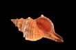 Sea shell