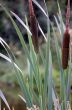 reed near a pond