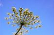 dill in summer day