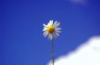 camomile flower