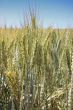 Summer wheat