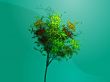 Autumn tree
