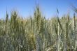 Summer wheat