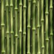 Bamboo plants