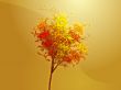 Autumn tree