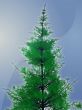 Pine tree illustration