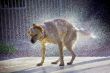 Dog shaking off water highlighted by sunlight