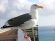 Seagull on railing