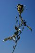 Silver rose against blue sky.