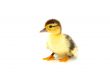 One duckling isolated on a whiteground.