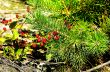 Raspberry in the forest.