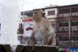 Monkey and fountain