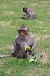 Monkey and grass