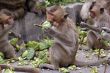 Monkeys eating