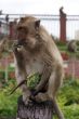 Monkey eating