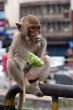 Eating monkey