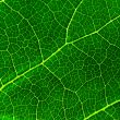 green leaf