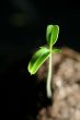 new life plant