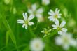 white spring flowers