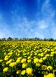 dandelion field
