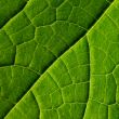 green leaf
