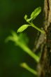 new life