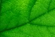 green leaf