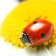 ladybug on camomile