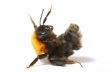 dance bumble bee