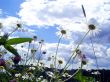 camomiles and wild flowers