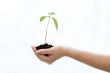 Plant in hand
