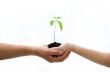 Plant in hands