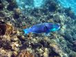 Parrot fish