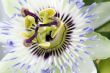 Purple Passionflower