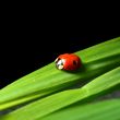 ladybug on grass
