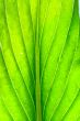 green leaf