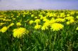 dandelion landscape