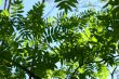 incredible green leaf foliage