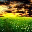 sunrise on dandelion field