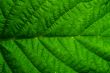 green leaf
