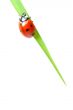 red ladybug