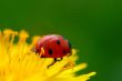 ladybug on dandelion