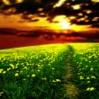 sunrise on dandelion field