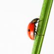 ladybug on grass