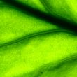 green leaf