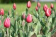tulip