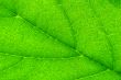 green leaf