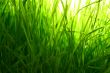 grass