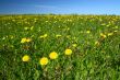 dandelion landscape