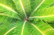 Palm leaves